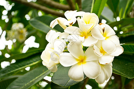 带树叶背景的弗吉帕尼花朵 花瓣 热带 泰国 开花背景图片