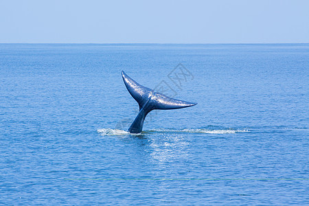 鲸尾图片