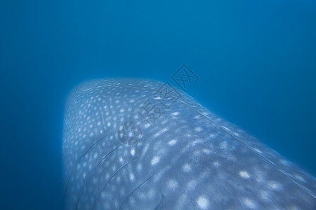 鲸鲨鱼组织 异国情调 丁丁 亚洲 水下 濒危 浮游生物 自然图片