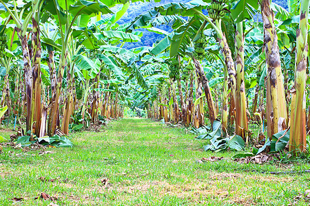 泰国省绿香蕉种植园 丛林 树林 场地 草 叶子 花园图片