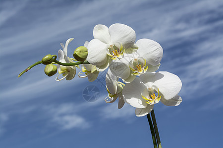 白兰花 叶子 假期 蝴蝶兰 开花 花瓣 春天 植物群 自然 异国情调图片