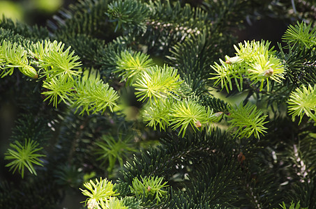 松树背景 森林 绿色的 云杉 冷杉 圣诞节 植物 自然图片