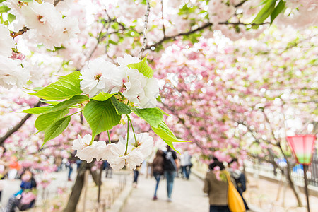 樱花花 旅行 街道 浪漫的 植物群 樱桃 植物 节日 日本图片