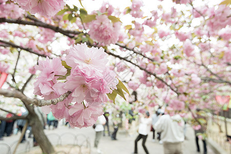 樱花花 节日 樱桃 白天 日本 假期 开花 风景 植物学图片