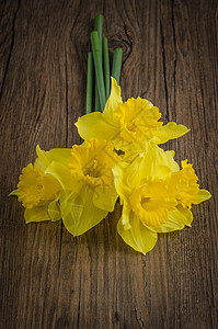 珍奎罗花 发芽 百合 美丽 季节 精美的 水仙花 白色的 黄色的图片