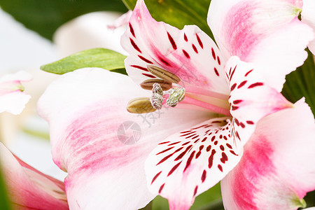 白色的粉红百合花花 开花 红色的 花束 假期 花粉图片