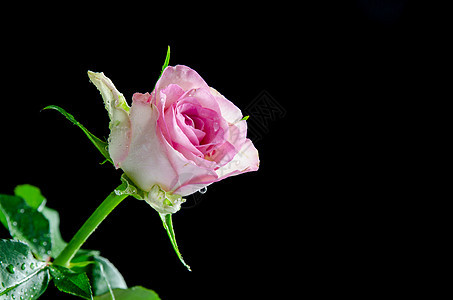 粉红玫瑰 黑色背景的水滴图片