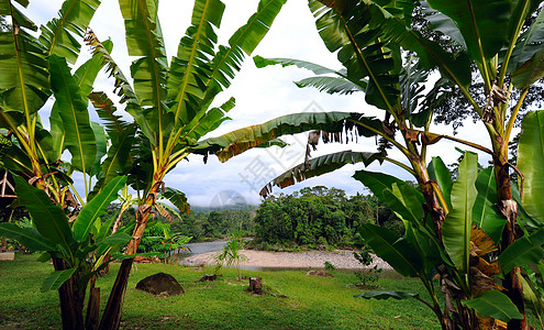 厄瓜多尔 亚马逊河 天空和香蕉图片