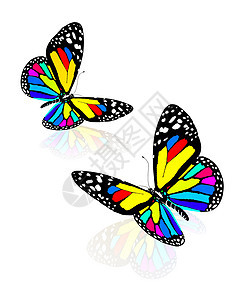 美丽的蝴蝶 白色的 动物 翅膀 五颜六色的蝴蝶 橙子图片