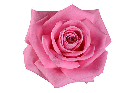 白色背景的粉红玫瑰 礼物 花束 生日 假期 红润图片
