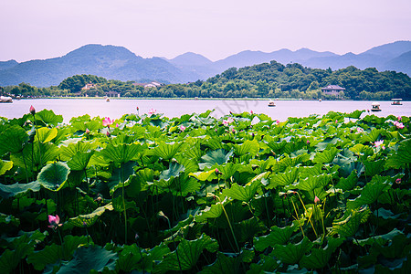 杭州市 宝塔 宁静 场景 旅游 湖 水 反射图片