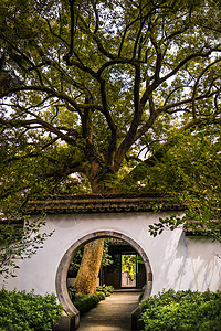 杭州市 树 西湖 中国 植物 石头 反射图片