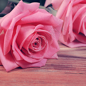 作为背景的粉红玫瑰 自然 浪漫 礼物 夏天 盛开 生日图片