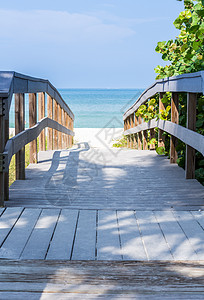 在佛罗里达的海滩上横跨海燕麦 户外 晴天 假期图片