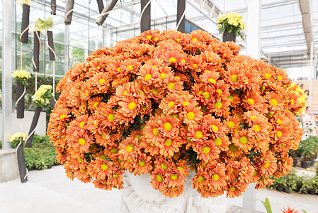 美丽的菊香花朵花 开花 植物学 花瓣 特里图片