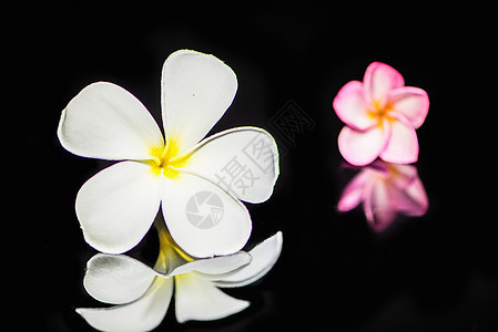 弗朗吉帕尼花朵 热带 花瓣 阳光 花园 自然 生长 春天图片