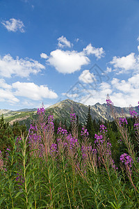 蓝色天空背景的紫色花朵下着火草 在蓝天背景上点燃 波兰 杂草图片