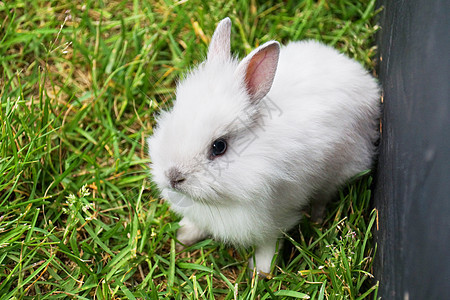 白兔宝宝兔子图片