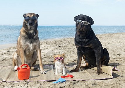 海滩上有三只狗 宠物 比利时牧羊犬 牧羊犬 动物 吉娃娃图片