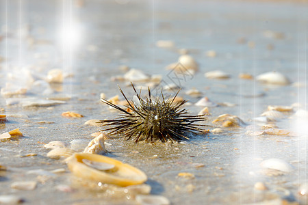 海胆 棘皮动物 生活 脊柱 地中海 海洋 阿拉伯树胶图片