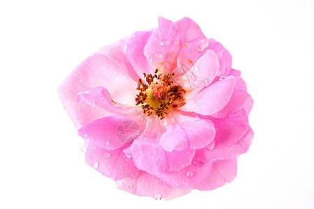 美丽的粉色玫瑰花 孤立在白色的白上图片