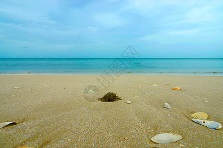 海滩上的海胆 礁 西班牙 危险 棘皮动物 海底 阿拉伯树胶 大西洋图片