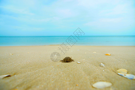 海滩上的海胆 危险的 旅行 群岛 潜水 盛大 海洋图片