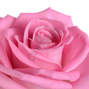 白色背景的粉红玫瑰 周年纪念日 美丽 花瓣 盛开 植物群 浪漫图片