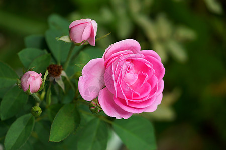 用于提取基本油的粉红玫瑰 春天 母亲 夏天 爱图片