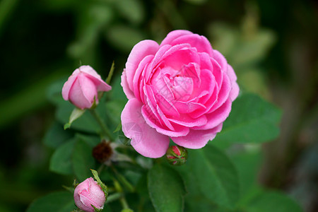 用于提取基本油的粉红玫瑰 花 叶子 花瓣 春天图片