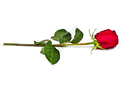 孤独的玫瑰 热情 失恋 美丽的 长的 花瓣 个性 叶子 花图片