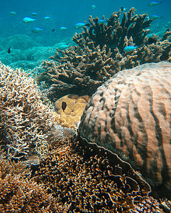 昆士兰州水下海洋生物 澳大利亚珊瑚礁 热带图片
