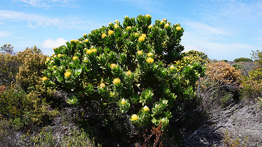 南非著名植物 Protea 普罗蒂亚 凡波斯 国家的 天空图片