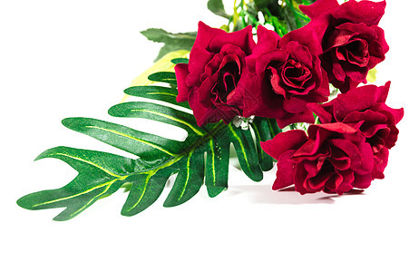 美丽的红玫瑰 在白色背景上被孤立 庆典 浪漫图片