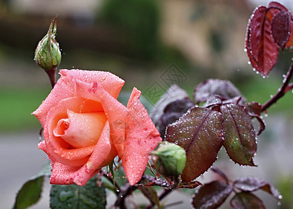 美丽的玫瑰和雨中的绿叶图片