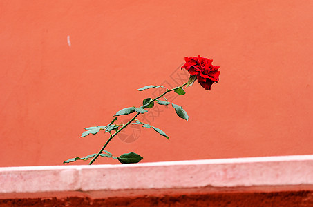 红玫瑰 美丽的 紫色的 开花 摄影 情人节 花瓣 礼物图片