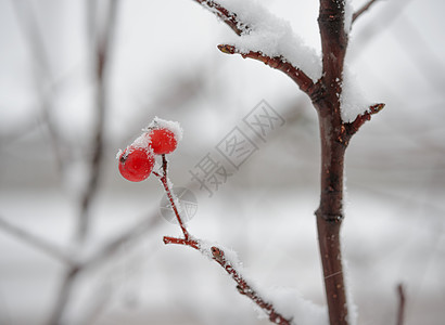 红龙皮 满是新鲜雪雪 冬青 冬天 十二月 自然 植物图片