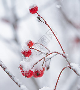 红龙皮 满是新鲜雪雪 寒冷的 霜 树 天 森林图片