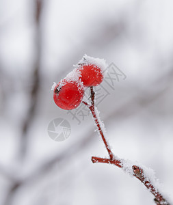 红龙皮 满是新鲜雪雪 冻结 庆典 十二月 森林 浆果图片