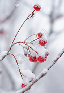 红龙皮 满是新鲜雪雪 植物 森林 覆盖 墙纸图片