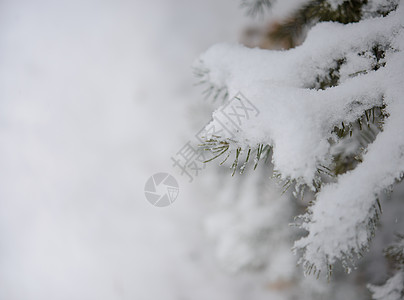 Fir-tree分处布满雪雪 圣诞节背景 松树 冷杉图片
