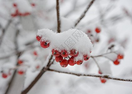 红龙皮 满是新鲜雪雪 自然 十一月 木头 吸附 冰图片