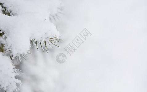 Fir-tree分处布满雪雪 圣诞节背景 光滑 装饰品图片