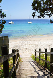 澳大利亚菜菜叶树海滩 澳洲 图片