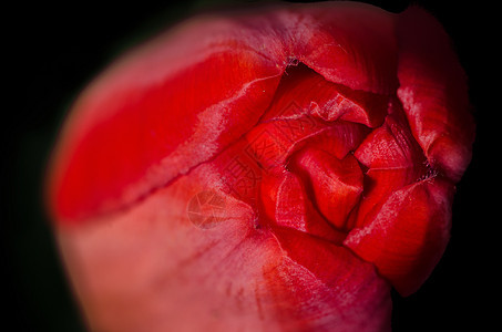 红郁金红色 情人节 爱 植物 郁金香 花朵 浪漫图片
