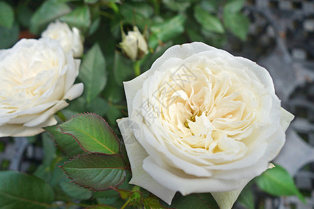 紧贴白玫瑰 爱 母亲 庆典 天 美丽 作品 美丽的 盛开图片