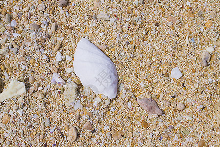 沙作为背景的海壳 热带 夏天 海洋 假期 贝壳 自然背景图片