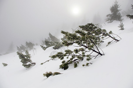 冬季寒冬平静的山地景观 冰 季节 云杉 假期 爬坡道图片