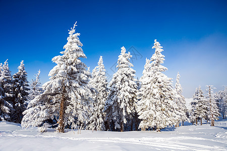 积雪覆盖的松树 霜 旅游 圣诞节 冰 运动 寒冷的图片