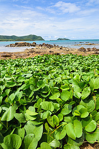 绿色植物和海洋自然景观 云 泰国 晴天 蓝色的 普吉岛图片